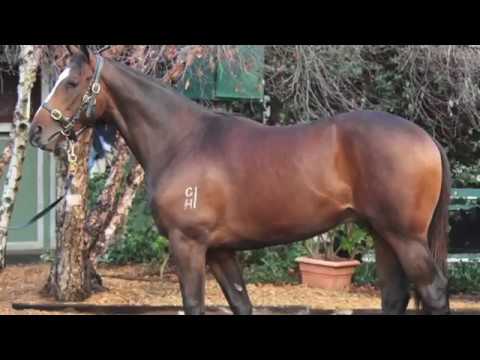 All Too Hard x Stacked