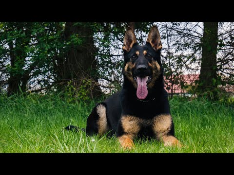 Cheelsea Mapet - protecion 5/2020