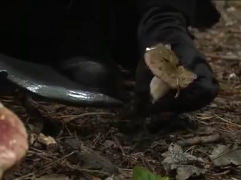 Jarra'Ruud - Trailer 1