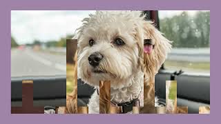 Take the stress out of wondering how your going to move your Precious Pets for your Big Move!