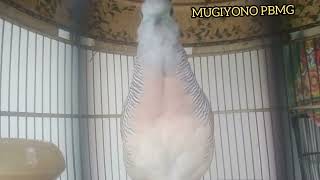 Download lagu PANCINGAN SUARA BURUNG PERKUTUT BANGKOK MANGGUNG GACOR mp3 Download lagu PANCINGAN SUARA BURUNG PERKUTUT BANGKOK MANGGUNG GACOR mp3