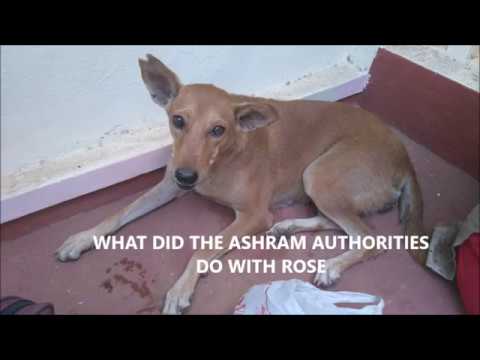 Sathya Sai Baba Ashram Mangement. Cruelty to animals all the time.