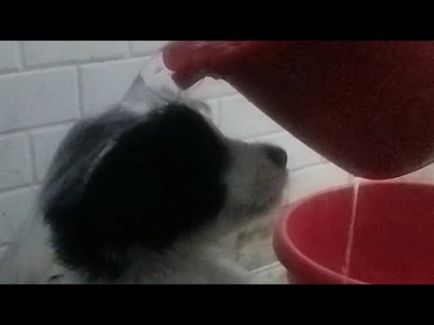 ##Aaj drycu and blackcu ##ne nai nai kiya ##😀🐶🐕##