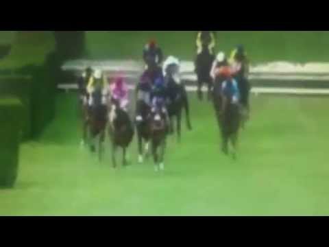 Merano 27/09/2015, caduta di Perfect Gentleman, morto poco dopo