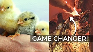 An EASY Trick to Make Your CHICKS HEALTHY!