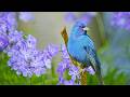 Beautiful Relaxing Hymns, Peaceful Music, "Songbirds of Spring" by Tim Janis