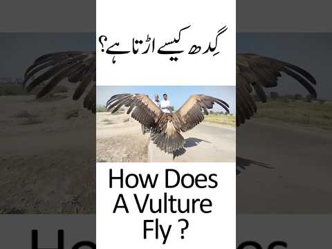 How Does A Vulture Fly ? | Gidh Kaisay Udta Hai ?