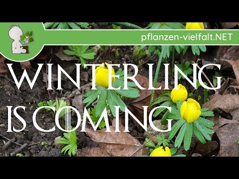 Winterling - Erstsichtung/Blühbeginn - 19.02.19 - Frühblüher bestimmen