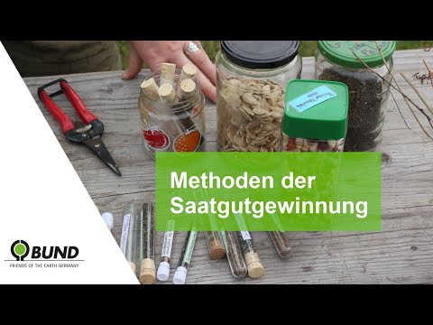 Effiziente Techniken zur Saatguternte im Öko-Garten