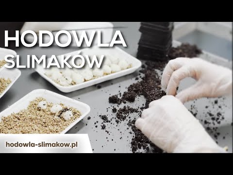 Hodowla Ślimaków - dlaczego warto?
