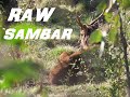 Sambar Deer Raw Footage Victoria Australia HDtv