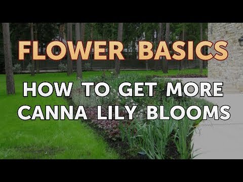 How to Get More Canna Lily Blooms