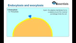 Essentials Video Animation - Endocytosis & Exocytosis