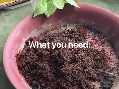 How to propagate bougainvillea cuttings using ICU method