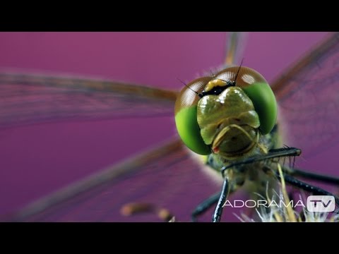 Macro Photographer Chris Connolly Part 1: Out of the Darkroom with Ruth Medjber