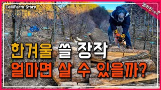 한겨울 난방을 책임질 참나무 가격은 한차에 얼마나 할까요?CelliFarm_Story