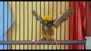 Download lagu Pancingan untuk MANYAR KEMBANG dengan suara KHASNYA agar GACOR mp3