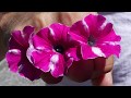 Dig Deep:  SUPERTUNIA RASPBERRY RUSH  Petunia