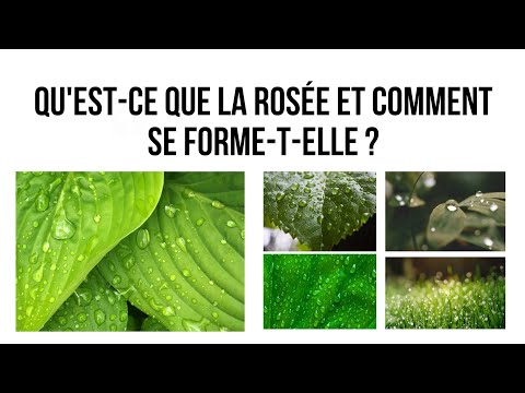Qu'est-ce que la  #rosée et comment se forme-t-elle ?