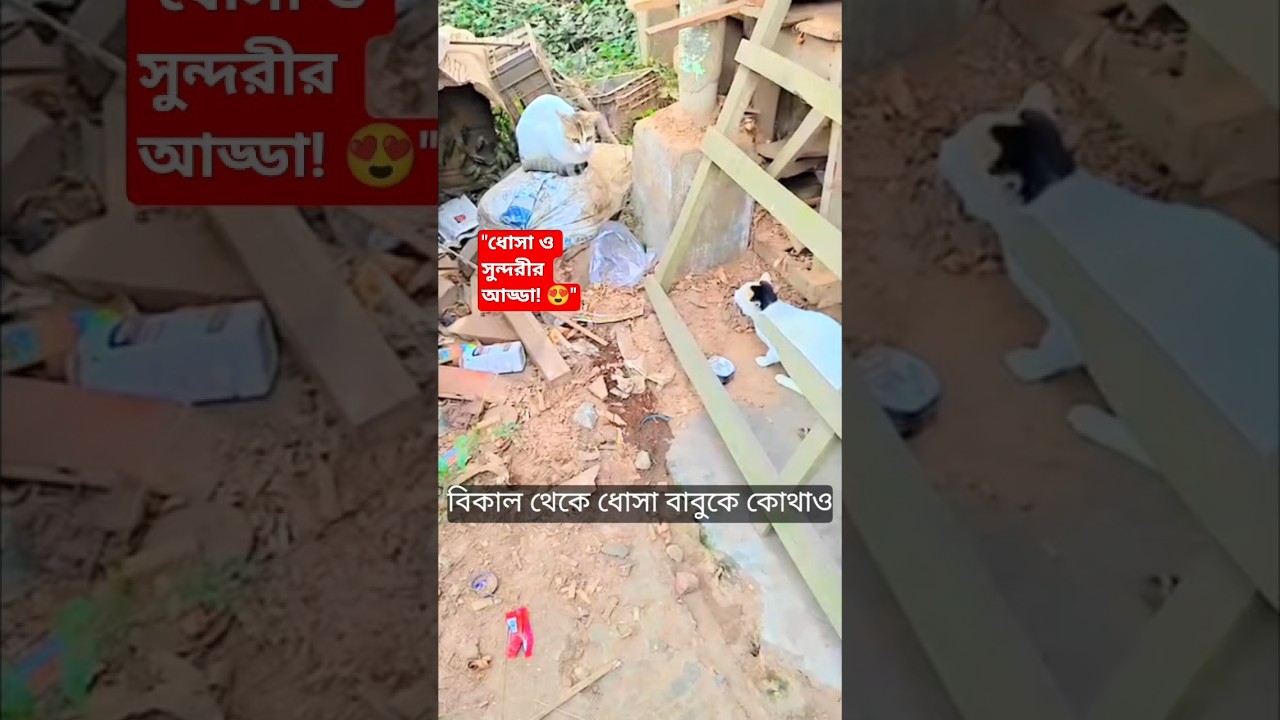 ধোসা আর সুন্দরীর মিষ্টি বিকেল! 🐈❤️🐈‍⬛ #shorts #dhosa #viral #cat