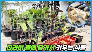이것 처럼 키우기 쉬운 식물이 있을까요?? 물 줄 필요도 없는 식물 ㅋㅋㅋ