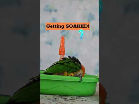 A Match Made in Bird Heaven:Dexter & His Tiny Fountain Bath🦜🛁 #caique #dexter #bathtime #shorts