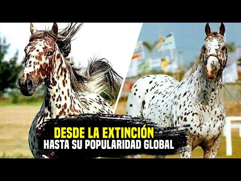 , title : '¡APPALOOSA, EL CABALLO PINTADO DE LOS INDIOS NORTEAMERICANOS! @caballos..'