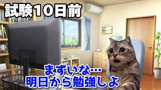 【猫ミーム】テスト勉強ダルくて勘でいったら大当たりした話 「テスト勉強あるある」 #猫ミーム #あるある