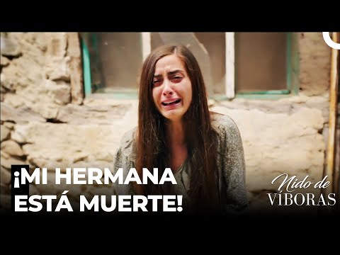 Elvan No Es Querido En Ningun Lado - Nido De Víboras Capitulo 20 (Dobladas en Español)