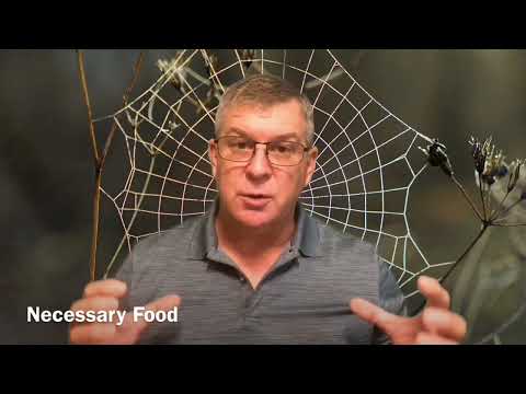 Wisdom from little critters - Proverbs 30:24-28