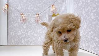 ハーフ犬の動画01