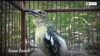 Download lagu Siulan Sirtu / Cipoh Gacor Variasi Untuk Masteran mp3