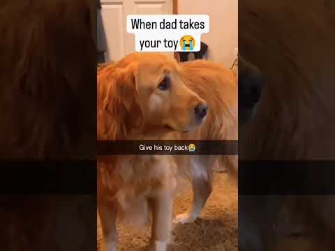 Les chiens sont des idiots partie 25| compilation de chiens drôles