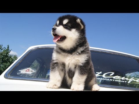 60 Seconds Of Cute Alaskan Malamute Puppies!