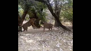 preview picture of video 'T-39 aka Noor's Cubs playing @ Ranthambore Tiger Reserve, India'