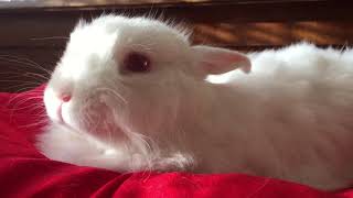 Animals SOO Cute! Cute baby animals Videos Compilation cutest moment of the animals #9