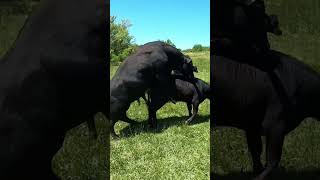 Download lagu Turnout day for the bulls! #makingbabies #breedingseason #cattle #farm #farmlife #ranch #ranchlife mp3