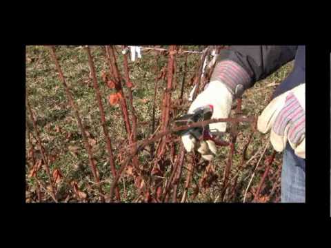 How to Prune Primocane Blackberries After Winter Damage | Late Summer & Fall Crop Tips