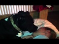Sweetest goodbye kiss, ever! 
