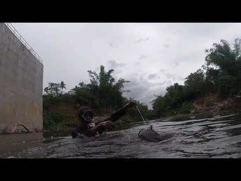 SA KAUNA-UNAHANG PAGKAKATAON - DAMBUHALANG HITO! ( MONSTER CATFISH )