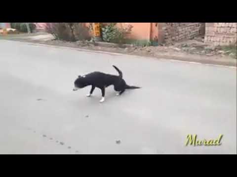 When A BD Dog Becomes an Actor || Funny Video