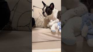 パパにだけ厳しい愛犬