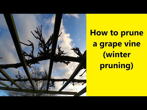 , title : 'How to prune a grape vine (winter pruning) - UK Allotment (Zone 8)'