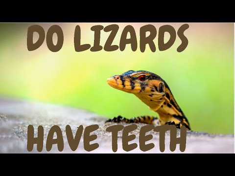 Do Geckos Have Sharp Teeth