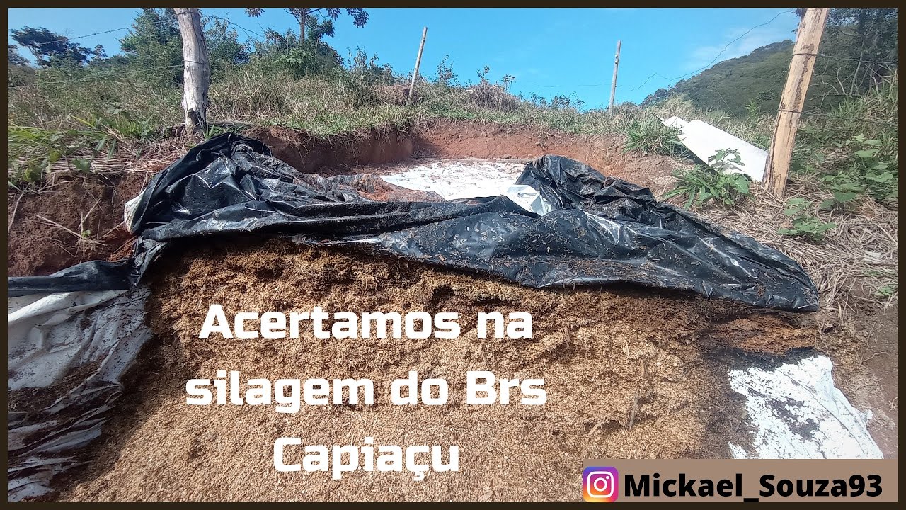 Abrimos silo trincheira! Resultado melhor do que o esperado!