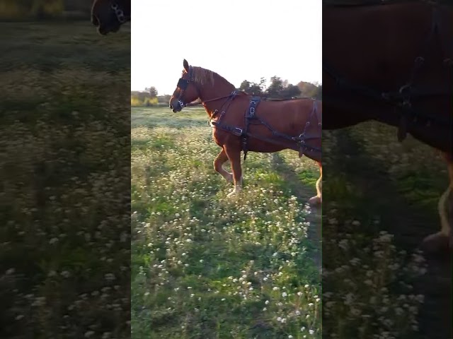 Jument COB PP attelée et montée 