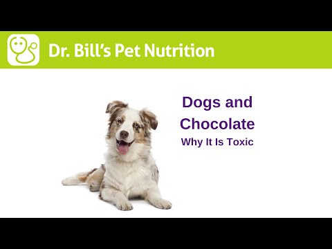 Dogs And Chocolate | Why It Is Toxic | Dr. Bill's Pet Nutrition | The Vet Is In