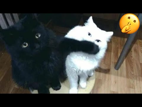 Try Not To Laugh ???? New Funny Cats Video ???? - MeowFunny Part 28