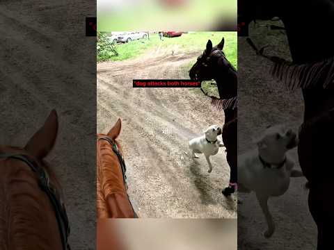 Dog attacks poor horses!