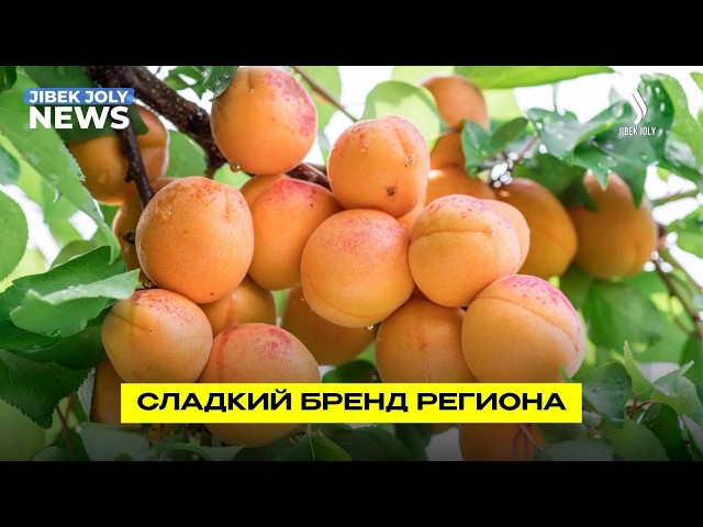 Фестиваль абрикосов объединил фермеров и учёных